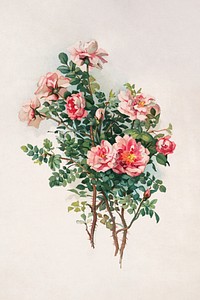 Roses (1870) in high resolution by L. Prang &amp; Co. Original from The Library of Congress. Digitally enhanced by rawpixel.