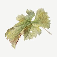 Vintage leaf botanical illustration psd, remix from artworks by Willem van Leen