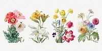 Vintage flower botanical illustration psd set