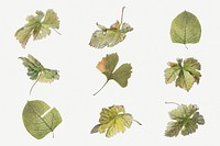 Vintage leaf botanical illustration psd set