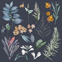 Set of flowers and plant illustrations
