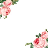 Hand drawn pink roses frame on white background vector