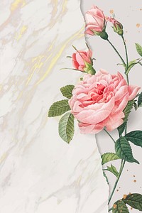 Blank pink rose frame vector