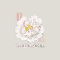 Blooming rose fleur blance illustration