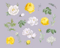 Vintage colorful flowers collection vector