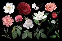 Beautiful hand drawn various roses collection