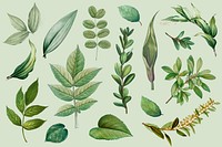 Vintage botanical leaves collection illustration