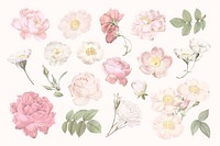 Elegant botanical flower collection illustration