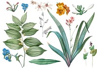 Set of flowers and plant illustrations