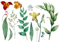 Set of flowers and plant illustrations