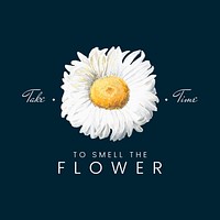 Take time to smell the flower with white New Zealand mountain daisy vector