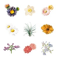 Set of beautifully painted flowers