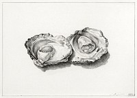 Two opened oysters (1824) drawing in high resolution by Jean Bernard. Original from the Rijksmuseum. Digitally enhanced by rawpixel.