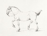 Stepping horse (1775–1833) drawing in high resolution by Jean Bernard. Original from the Rijksmuseum. Digitally enhanced by rawpixel.