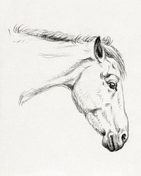 Head of a horse (1819) drawing in high resolution by Jean Bernard. Original from the Rijksmuseum. Digitally enhanced by rawpixel.