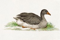 Duck (1775&ndash;1833) drawing in high resolution by Jean Bernard. Original from the Rijksmuseum. Digitally enhanced by rawpixel.