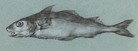 Fish (1775–1833) drawing in high resolution by Jean Bernard. Original from the Rijksmuseum. Digitally enhanced by rawpixel.