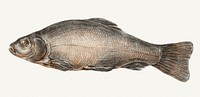 Fish (1775&ndash;1833) drawing in high resolution by Jean Bernard. Original from the Rijksmuseum. Digitally enhanced by rawpixel.