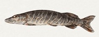 Pike-fish (1775–1833) drawing in high resolution by Jean Bernard. Original from the Rijksmuseum. Digitally enhanced by rawpixel.