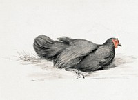 Black chicken (1775&ndash;1833) drawing in high resolution by Jean Bernard. Original from the Rijksmuseum. Digitally enhanced by rawpixel.