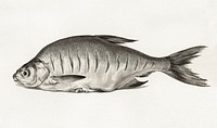 Fish (1775&ndash;1833) drawing in high resolution by Jean Bernard. Original from the Rijksmuseum. Digitally enhanced by rawpixel.