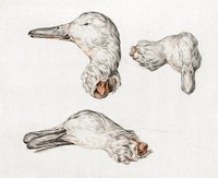 Severed head of ducks (1775–1833) drawing in high resolution by Jean Bernard. Original from the Rijksmuseum. Digitally enhanced by rawpixel.