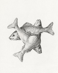 Three fishes (1775–1833) drawing in high resolution by Jean Bernard. Original from the Rijksmuseum. Digitally enhanced by rawpixel.