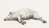 Lying pig (1819) drawing in high resolution by Jean Bernard. Original from the Rijksmuseum. Digitally enhanced by rawpixel.