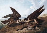 Peregrine Falcons (Duck Hawks) (ca. 1827) painting in high resolution by John James Audubon. Original from the Cleveland Museum of Art. Digitally enhanced by rawpixel.