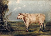 A Young Bull (ca. 1849) painting in high resolution by John Woodhouse Audubon. Original from the National Gallery of Art. Digitally enhanced by rawpixel.