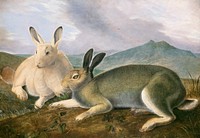 Arctic Hare (ca. 1841) painting in high resolution by John James Audubon. Original from the National Gallery of Art. Digitally enhanced by rawpixel.