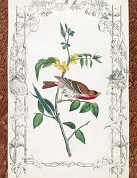 Crimson fronted Purple Finch. Drawn from nature by J.J. Audubon, F.R.S.F.L. (1840&ndash;1860) print in high resolution by John James Audubon. Original from the Library of Congress. Digitally enhanced by rawpixel.