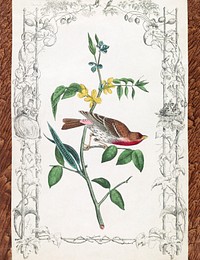 Crimson fronted Purple Finch. Drawn from nature by J.J. Audubon, F.R.S.F.L. (1840–1860) print in high resolution by John James Audubon. Original from the Library of Congress. Digitally enhanced by rawpixel.