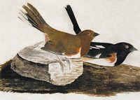 Towhee Bunting (1812) painting in high resolution by John James Audubon. Original from the Smithsonian Institution. Digitally enhanced by rawpixel.