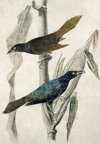 Purple Grackle (1785–1851) painting in high resolution by John James Audubon. Original from the Smithsonian Institution. Digitally enhanced by rawpixel.