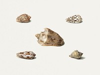 Five Shells (1782&ndash;1861) drawing in high resolution by Georgius Jacobus johannes van Os. Original from the MET Museum. Digitally enhanced by rawpixel.