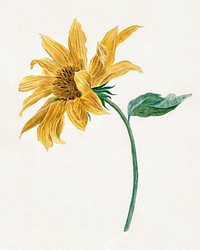 Branch with a sunflower (1714&ndash;1760) painting in high resolution by Michiel van Huysum. Original from The Rijksmuseum. Digitally enhanced by rawpixel.