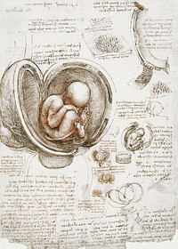 Leonardo da Vinci's Studies of the Foetus in the Womb (circa 1510 -1513) famous painting. Original from Wikimedia Commons. Digitally enhanced by rawpixel.