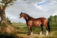 A Clydesdale Stallion (1820) painting in high resolution by John Frederick Herring. Original from Yale University Art Gallery. Digitally enhanced by rawpixel.