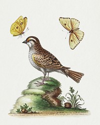 The White Throated Sparrow (1758) print in high resolution by George Edwards. Original from The Beinecke Rare Book & Manuscript Library. Digitally enhanced by rawpixel.