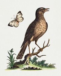 Brown Bird with a Butterfly (1743-51) print in high resolution by George Edwards. Original from The National Gallery of Art. Digitally enhanced by rawpixel.