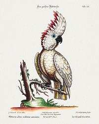 Psittacus albus cristatus maximus (1749-76) print in high resolution by George Edwards. Original from The National Gallery of Art. Digitally enhanced by rawpixel.