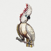 Vintage parrot sticker, bird illustration psd, remixed from the artworks by George Edwards