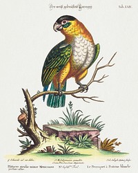 Psittacus viridis minor Mexicanus (1749-76) print in high resolution by George Edwards. Original from The National Gallery of Art. Digitally enhanced by rawpixel.