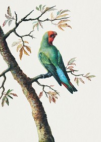 Vintage parrot sticker, bird illustration psd, remixed from the artworks by George Edwards