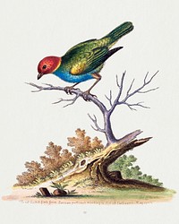 The Red-Headed Finch from Surinam (1741) print in high resolution by George Edwards. Original from The National Gallery of Art. Digitally enhanced by rawpixel.