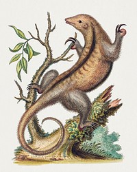 Pygmy Anteater (1755) print in high resolution by George Edwards. Original from The National Gallery of Art. Digitally enhanced by rawpixel.