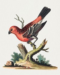 Red and Black Bird (1743-1751) print in high resolution by George Edwards. Original from The National Gallery of Art. Digitally enhanced by rawpixel.