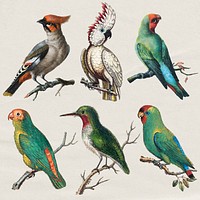 Bird collage element, vintage collage element design psd set