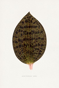 Ancectochilus Lowil leaf illustration.  Digitally enhanced from our own original 1865 edition of Les Plantes à Feuillage Coloré by Alexander Francis Lydon & Benjamin Fawsett.